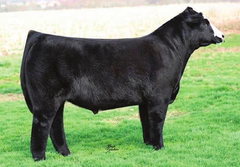 Simmental Bred Cows LOT 18 LOT 19 SVF STAR POWER S802 - SIRE LOT 20 18 BD: 3/9/12 ASA#: 3154896 Tattoo: 391Z 1/2 SM 1/4 AN 1/4 CS CNS DREAM ON L186 HTP SVF IN DEW TIME HTP SVF HONEYDEW 10.9 2.0 64.