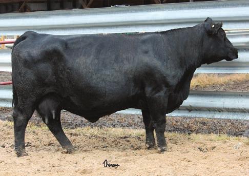 8 JDCC IN DEW TIME 391Z JDCC 004 56R - AI d 5/16/16 to MR NLC UPGRADE U8676 (ASA# 2474338), sexed heifer semen - Here is one that you can t miss in the pasture.