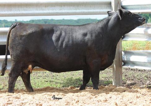 combination of performance genetics, A Hy-View Phantom daughter, and bred to Sandpoint Butkus has a BW of -1.5 and YW of 134.