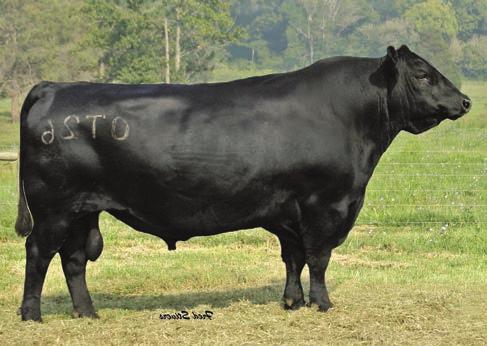 Angus Bred Cows LOT 26 S S OBJECTIVE T510 0T26 - SIRE 26 BD: 1/9/10 AAA#: 16639324 Tattoo: 27 PB AN Consignor: Apple Hill Angus AHA MISS BELL 027 S S TRAVELER 6807 T510 S S OBJECTIVE T510 0T26 S S
