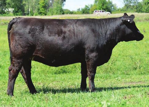 1 JDCC UPGRADE 315B HCC 209 JDCC HCC209 5101 COMMERCIAL ANGUS - AI d 5/21/16 to CCR COWBOY CUT 5048Z (ASA# 2703910) - Another 3 year old Upgrade daughter that has all the right pieces to make a