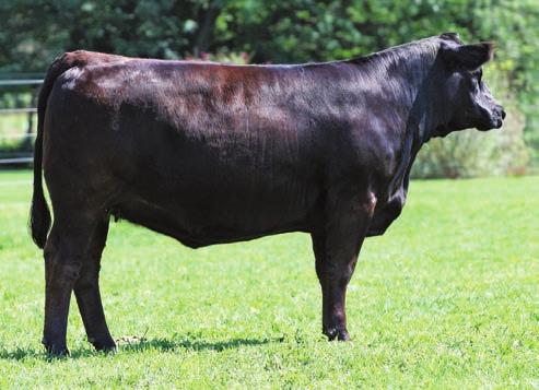 Her Dam is a Meyer 734 daughter & a pasture favorite. This heifer is due to the great Built Right bull with a heifer calf. She ll make you money on her1st calf!