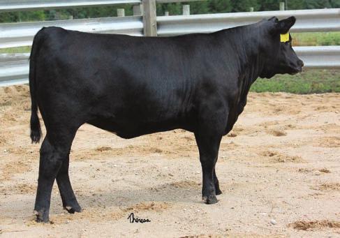 muscle and great phenotype. Her dam Sydgen Eisa Erica 0252 is from one of the oldest proven cow families in the Angus breed. This heifer ranks in the top 25% or better for 15 of the measurable traits.