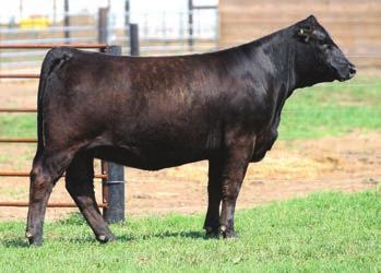 Proven Donor LOT 1 NB CECILIA 8U 2 W/C UNITED 956Y DAUGHTER DAUGHTERS OF LOT 1 LOT 1 CCR COWBOY CUT 5048Z - SERVICE SIRE TLLC ONE EYED JACK DAUGHTER SELLS AS LOT 40 BD: 9/28/08 ASA#: 2479082 Tattoo: