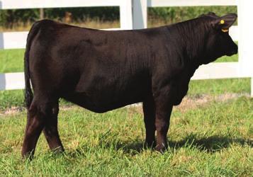 2 Consignor: Landis Farms - AI d 4/26/16 to CCR COWBOY CUT 5048Z (ASA# 2703910) - This is one hard decision when it comes to putting this superior donor in the sale.