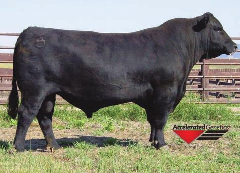 59 Consignor: Bordner Farms LLC BF PURE GABAU 143 - Sells open 6A Heifer Calf BAF GABAU A02 614D BD: 9/3/16 AAA#: PENDING Tattoo: 614D PB AN Sire: KB CARCASS MERRITT A02 7 MCATL PURE PRODUCT 903-55