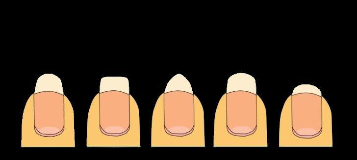 Creating nail effects. The length and shape of the nail should enhance the overall size and shape of the hands and should also be practical for the client s occupation.