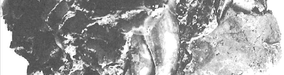 An examination of photographs of the cullet taken when it first was exposed on the wreck site reveals that it tended to occur in compact masses of a somewhat cylindrical shape.