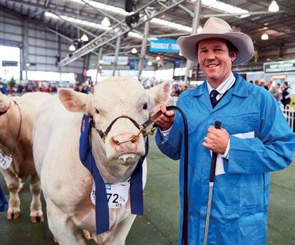 Show. The Royal Melbourne Show Beef Cattle