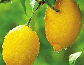 LEMON Lemon essential oil refreshes the body and de-stresses the mind with a citrus aroma, giving you renewed vitality.