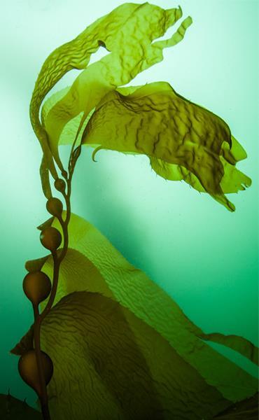 Brown algae or seaweed, better and more commonly known as kelp, belongs to the class Phaeophyceae within the order Laminariales. Kelp grows in underwater forests under the sea.