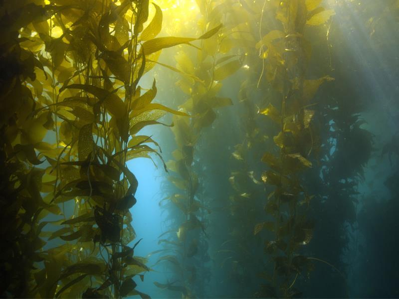 GROWING CONDITIONS Kelp is an underwater algae plant, that grows mainly in cool, shallow, nutrient-rich