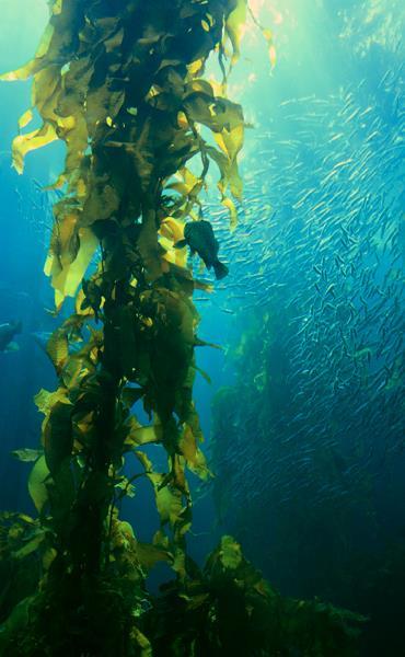 Kelp thrives on sunlight and grows in clear waters where the sunlight can reach all the way to the bottom of the ocean floor.