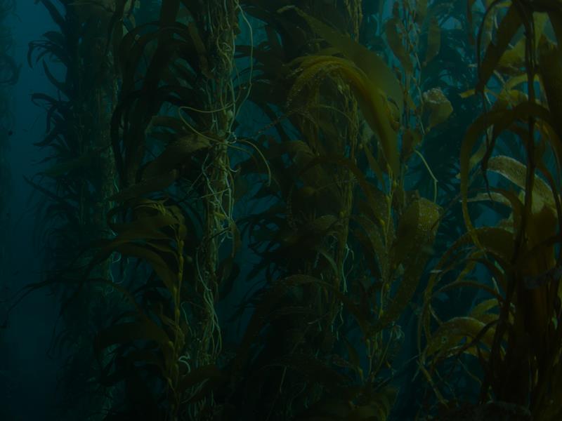 Medicinal There are many medicinal benefits to using kelp as well. It contains many nutrients, minerals, vitamins, and antioxidants and amino acids that are very important to the body.
