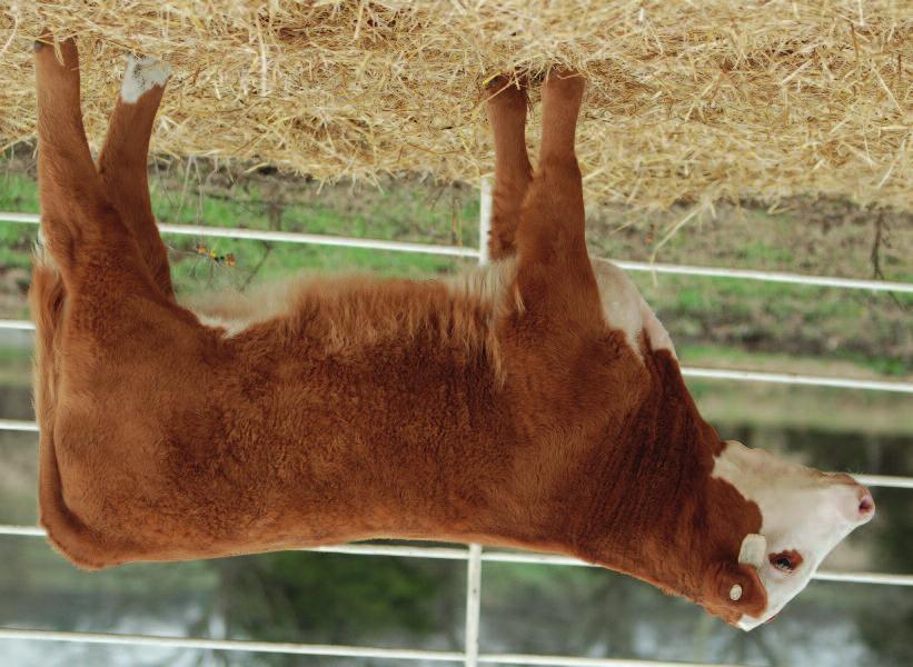 11 +22 +15 +17 +35 This eye-catching, red-to-the-ground late October heifer calf combines eye appeal and power into one complete package, just like her