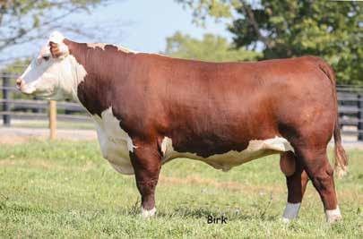 07 (P); BMI$ 17; CEZ$ 17; BII$ 13; CHB$ 25 Our first opportunity to offer offspring of the $55,000, Boyd Legacy 3001. As a syndicate shareholder we are thrilled with his first set of calves.
