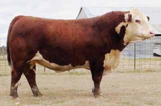 13); BMI$ 24; CEZ$ 22; BII$ 20; CHB$ 32 Pasture exposed March 15 to June 1, 2015, to Munday s BV Ringo and an Angus bull. Safe in calf. Calving will determine sire of calf.