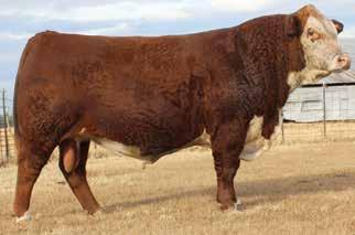 06); BMI$ 14; CEZ$ 18; BII$ 14; CHB$ 12 A functional, neat made, super uddered 2-year-old doing a top job. Pasture exposed May 10 - June 20, 2015, to NJB 10Y 30N Guston 3119 ET. Safe in calf.