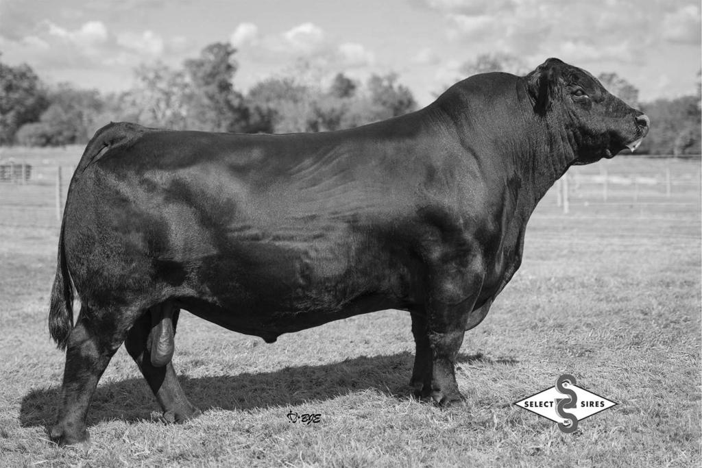 That is the first 9 bulls in the sale, the first 3 are AI calves they have good EPD's with exceptional $B. The Angus sale will start with a VAR Ranger son with 181.49 $B.