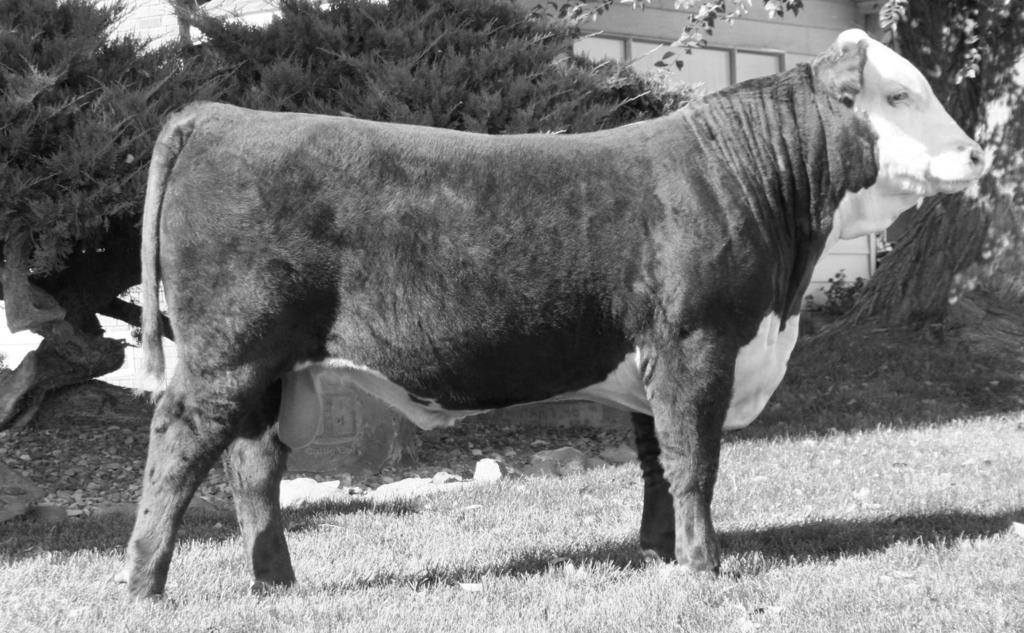 BB CATTLE CO. RETAINS A FULL ¼ SEMEN INTEREST IN EVERY SALE BULL. Buyer will take full possession and retain full salvage value on the bull. Bulls collected for A.I. use will be done in the off season at the buyer's convenience with expenses paid by BB Cattle Co.
