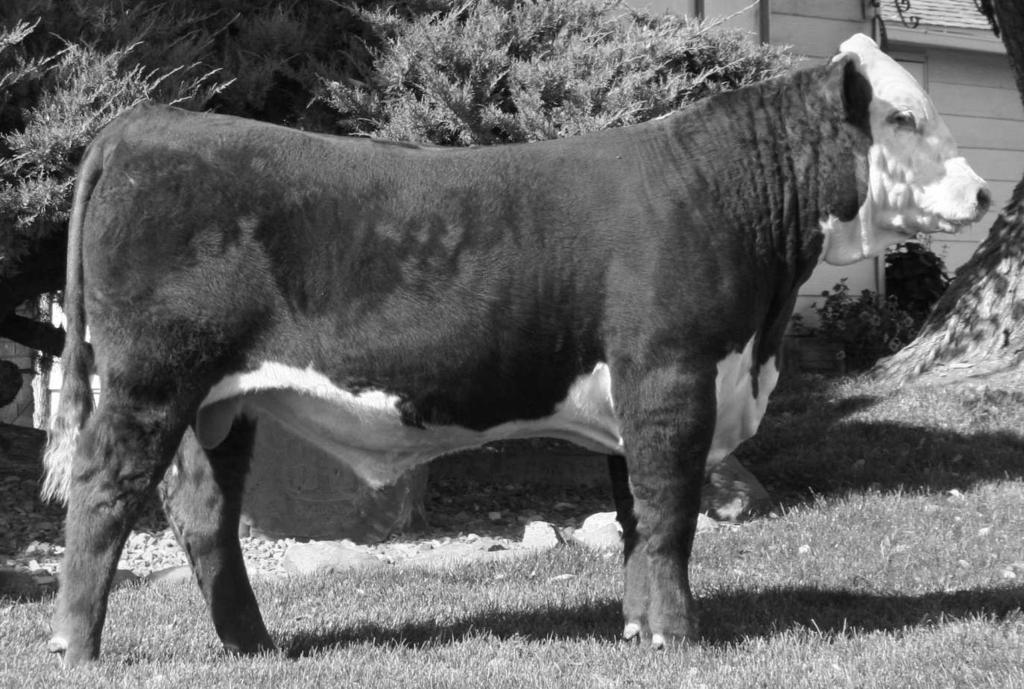 All Hereford bulls have been parentage verified and guaranteed to be IE Free, HY Free and Diluter Free by GeneSeek Labs.