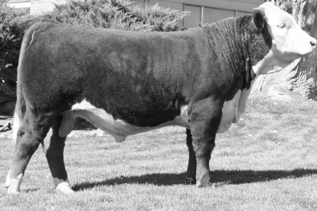 This is the kind of calf I want for a herd bull. Adj WW 603 Ratio 108 Pigment LE 80% RE 100% Adj REA 14.0 Adj IMF3.22 These first 8 calves by 2003 in this line up are something to see.