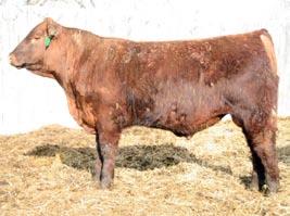 1128 108 SC-FR 39 4-0.2 71 108 22 57-3 10 6 11 0.39 0.09 0.00 MPPA 106.0. Exa Extra read all about it, this guy is a Herd Bull!