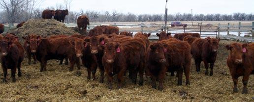 If the winning bidder takes less than 20 head the bidding will open up to take the remaining heifers in that pen.