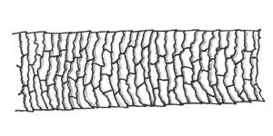 The imbricate or flattened scale type consists of overlapping scales