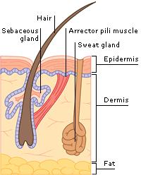 Hair functions Body hair (too thin to provide warmth) alert us to parasites crawling on skin Scalp hair heat retention and sunburn cover Beard, pubic and axillary