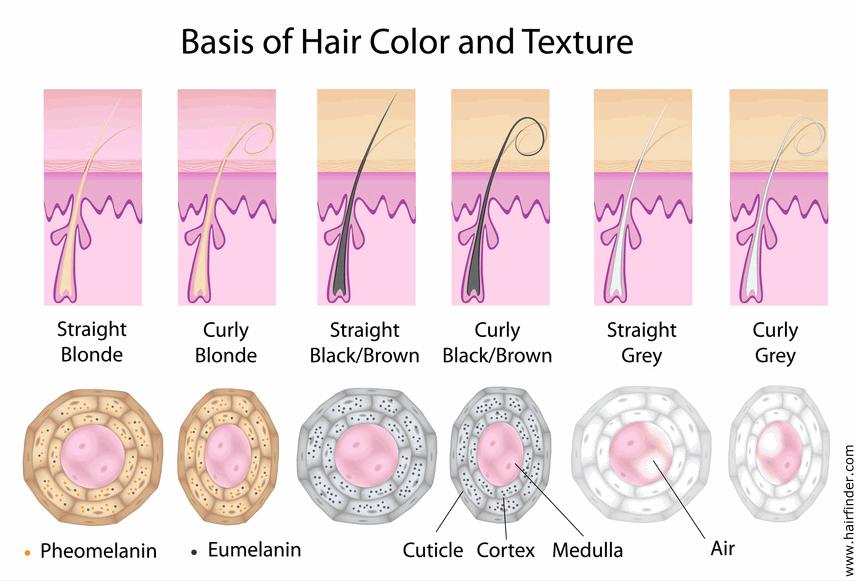 Hair Color Similar to the skin, hair gets its color from the pigment melanin, produced by melanocytes in the hair papilla.