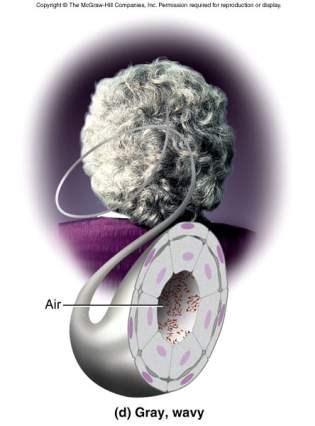 Hair Color Gray and White White hair = air in medulla and lack of