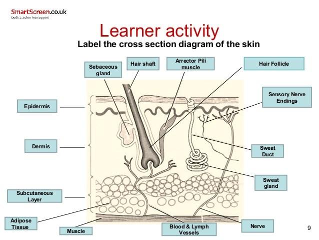 Accessory Structures of the Skin = include hair, nails, sweat glands, and sebaceous glands.
