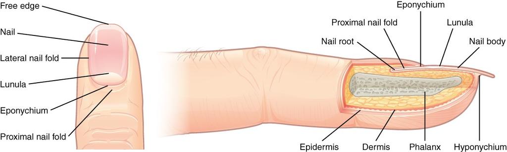 Nails nail bed = specialized structure of epidermis that is found at tips of fingers and toes.