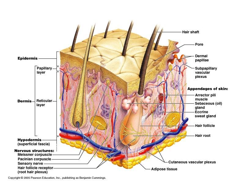 Accessory Structures of the Skin hair,