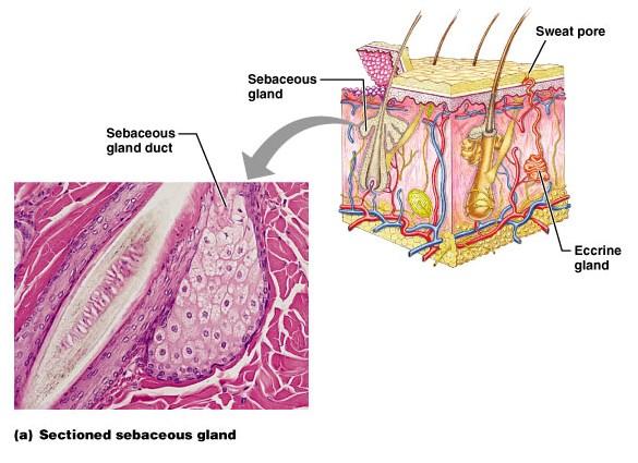 Sebaceous Glands = a type of oil gland that is found all over the body and helps to lubricate and waterproof skin and hair. Most sebaceous glands are associated with hair follicles.