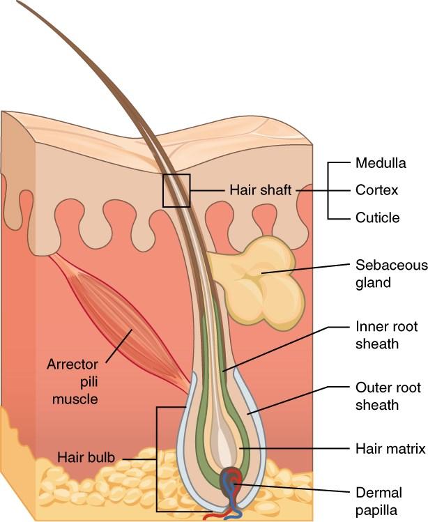 Hair = keratinous filament growing out of epidermis, primarily made of dead, keratinized cells Strands of hair originate in an epidermal penetration of dermis called hair follicle: hair shaft (fusto)