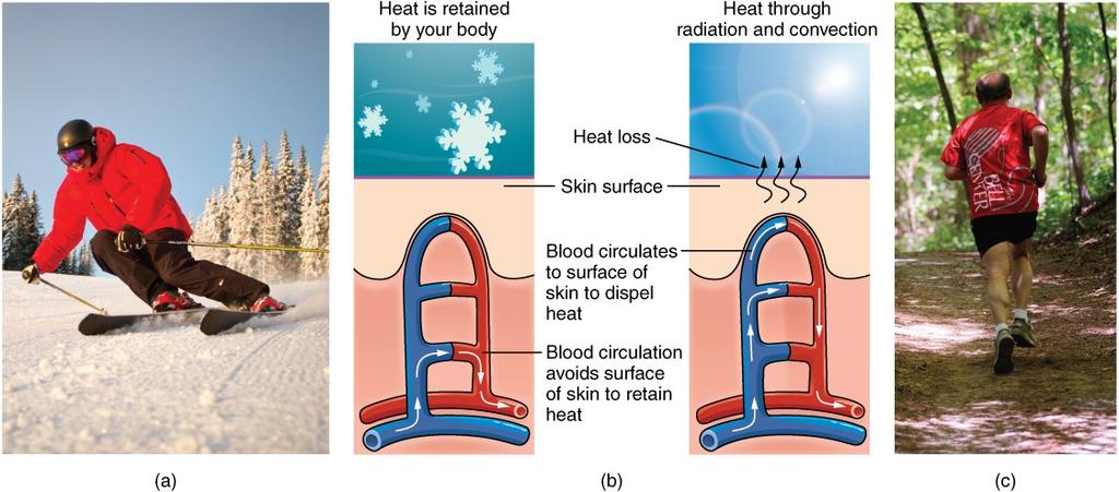 Thermoregulation Thermoregulation = during strenuous physical activities, dermal blood vessels dilate and sweat secretion increases.