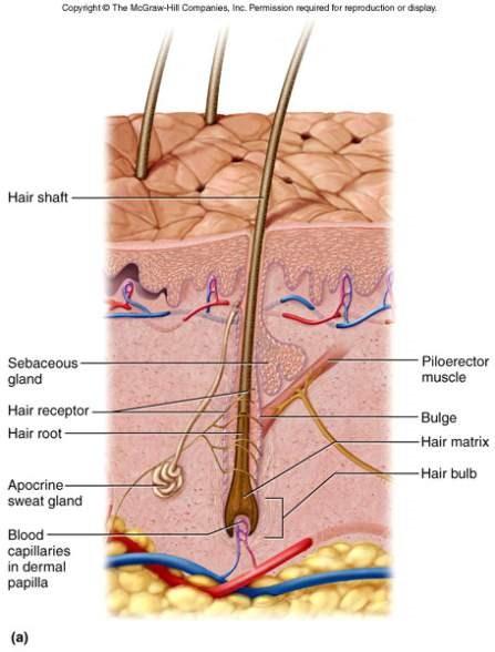 Connective tissue root sheath Hair