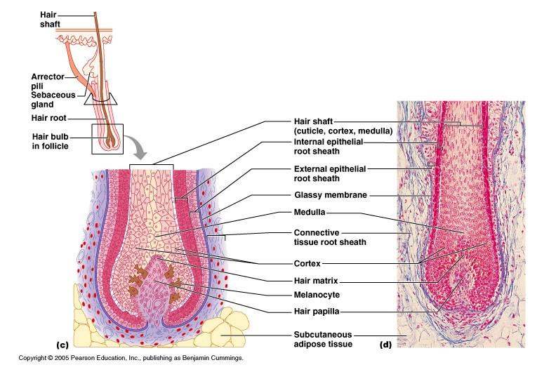 Hair and hair follicles: complex Derived from epidermis and dermis Everywhere but palms, soles, nipples, parts of