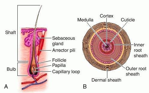 Hair just as basal layer of epidermis forms layers of epidermis that get pushed to surface as dead skin on surface sheds, basal cells of hair bulb divide and push cells outward in the hair root and