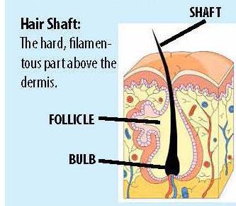 A single healthy strand of hair withstands about 6.5 pounds.