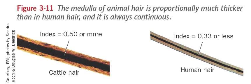 Animal hair and Human Hair Animal hair and human hair have several differences including: The pattern f pigmentatin Animal hair is