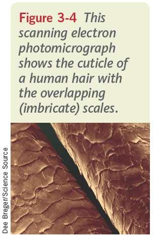 The Structure f Human Hair (cntinued) The cuticle is a transparent uter layer f the hair shaft.