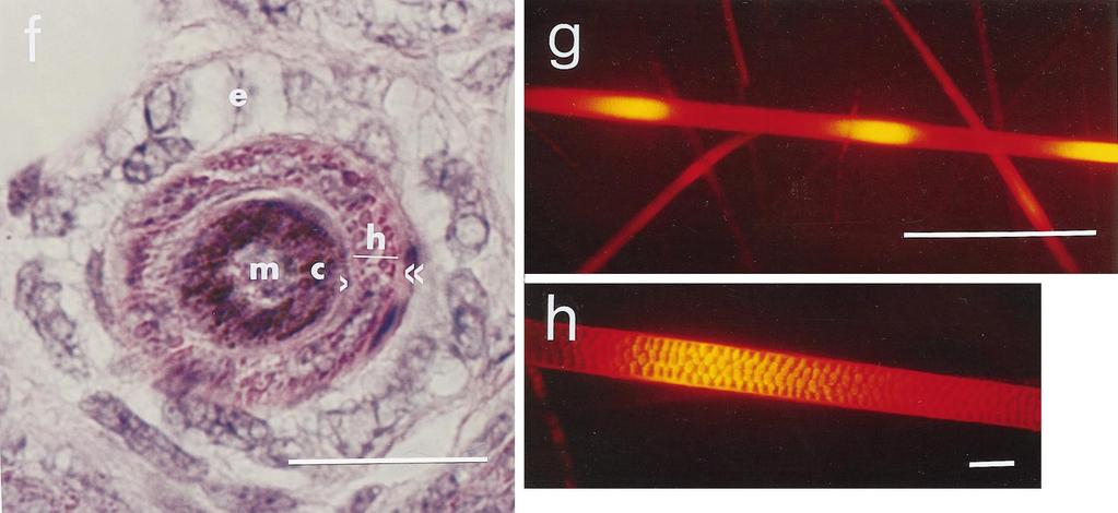 946 STOUT AND RUTH Fluorescence was only observable in the hair shaft at the upper portion of the follicle isthmus by 20 hr (fig. 2e). After 20 hr, fluorescence was not observable in Henle s layer.