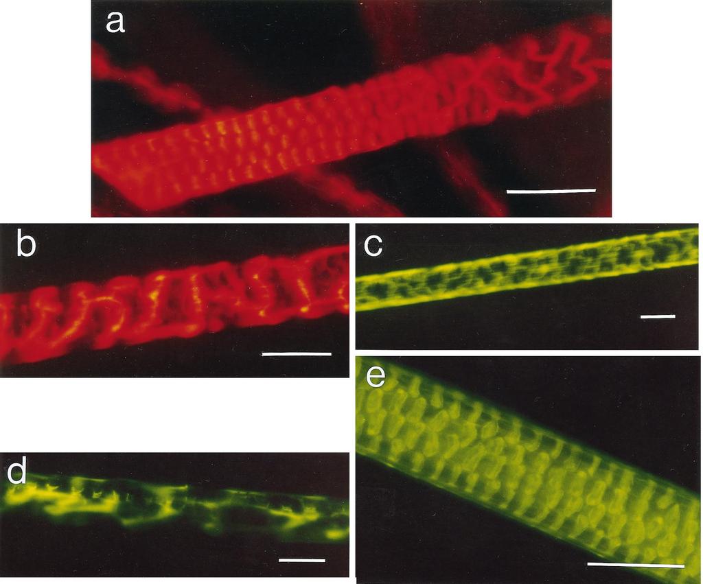 IN VIVO AND IN VITRO TRACER DEPOSITION IN HAIR 947 FIG. 3. In vitro deposition of rhodamine and fluorescein. (a) Cut end of a C57 hair soaked in 0.