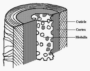 Medulla Canal-like structure of cells that runs through the center of