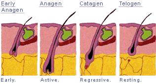 Root of Hair Provide the tools to produce hair and continue its growth 3 Stages of Growth (different looking roots) Anagen -initial phase may last up to 6