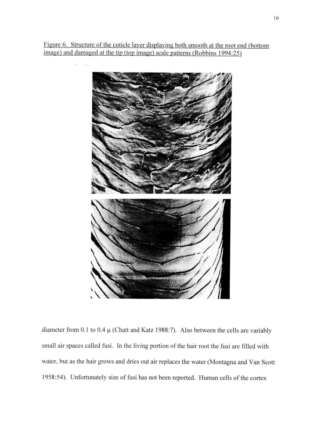 16 Figure 6. Structure of the cuticle layer displaying both smooth at the root end (bottom image) and damaged at the tip (top image) scale patterns (Robbins 1994:25) diameter from 0.1 to 0.