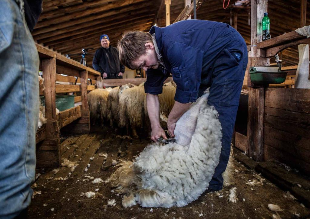 Picture: Shearing of